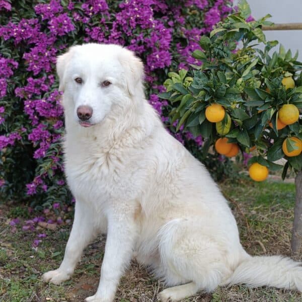 Yoghy - Mixed Breed available for adoption