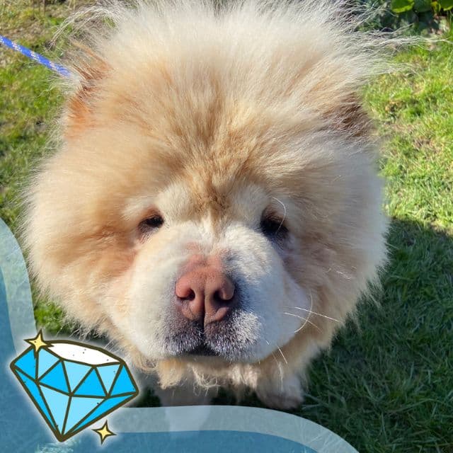 Apple - Chow Chow available for adoption