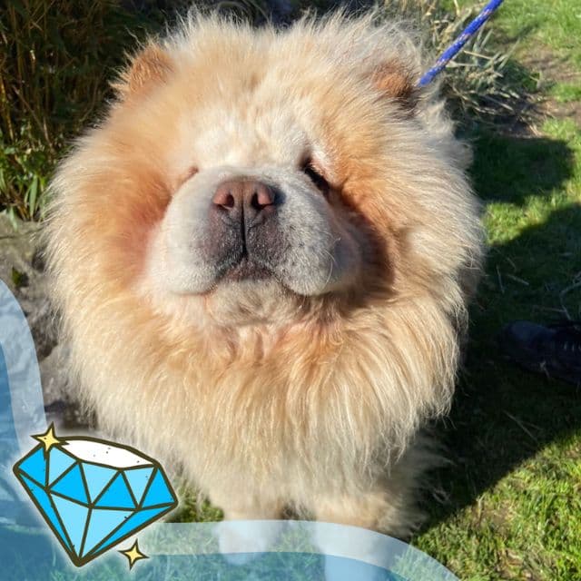 Austin - Chow Chow available for adoption