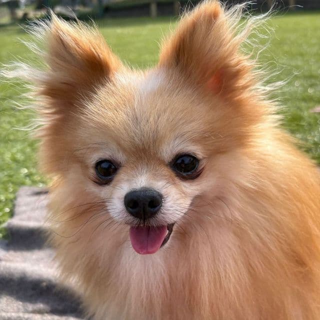 Casio - Pomeranian available for adoption