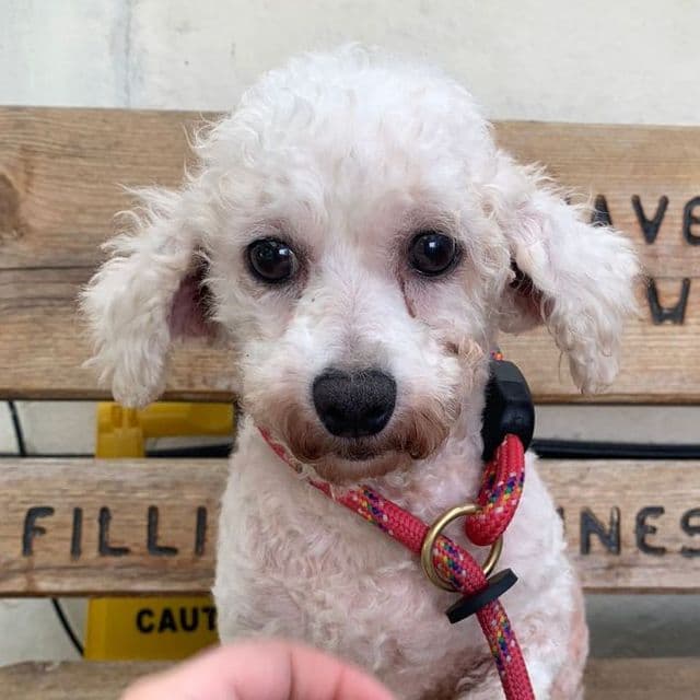 Doris - rescue dog available for adoption