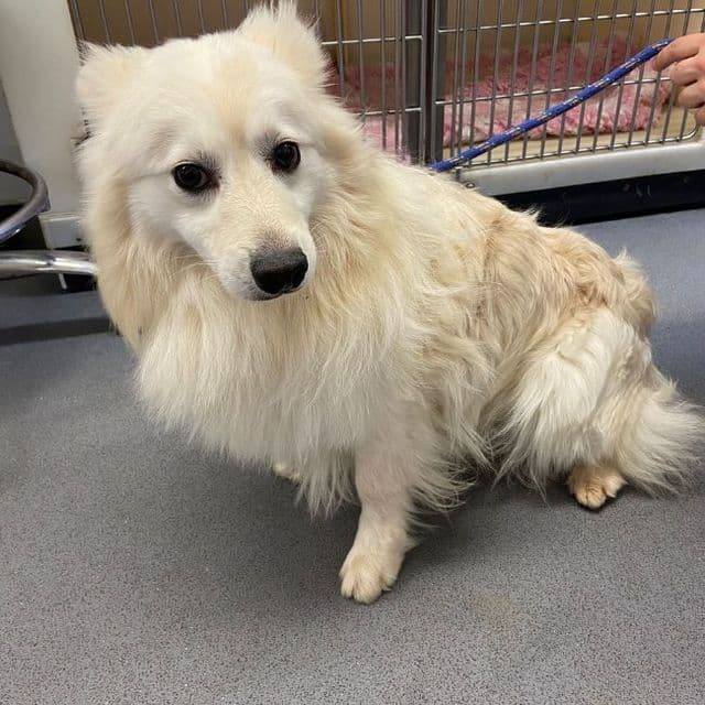 Earl - Japanese Spitz available for adoption