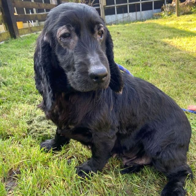Emerald - Cocker Spaniel available for adoption