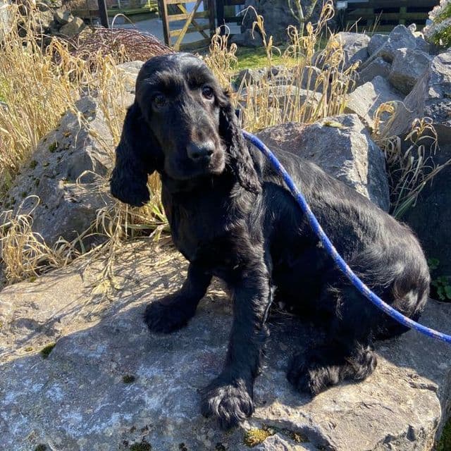 Emily - Cocker Spaniel available for adoption