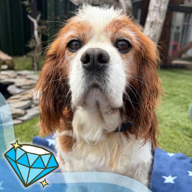 Eric - Cavalier King Charles Spaniel available for adoption