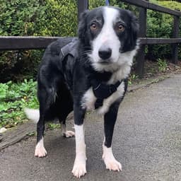 Collie
