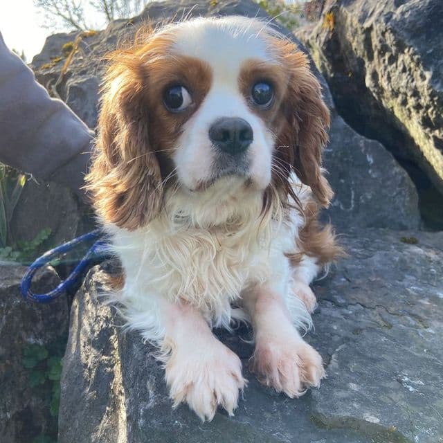 Larry - Cavalier King Charles Spaniel available for adoption