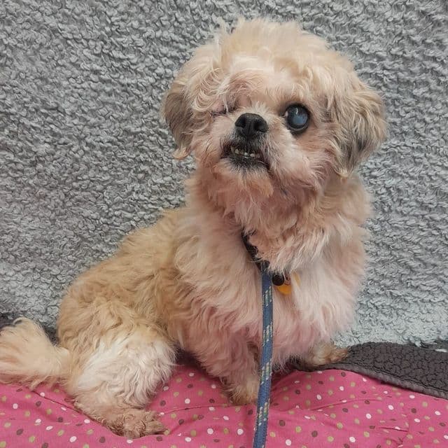 Lemon Pie - rescue dog available for adoption