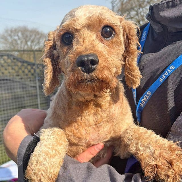Libby - Cavalier King Charles Spaniel available for adoption