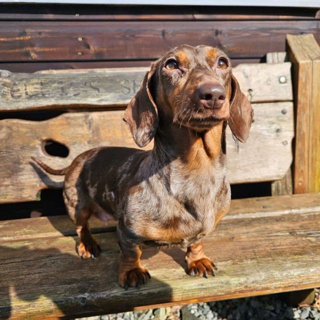 Lizzy - Dachshund available for adoption