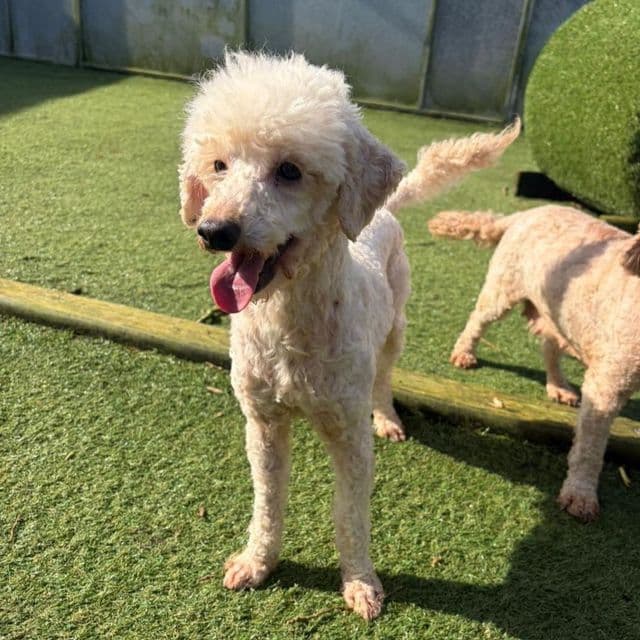 Lorence - Miniature Poodle available for adoption
