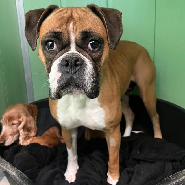 Nova