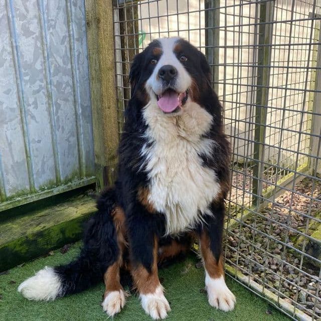 Ocean - Bernese Mountain Dog available for adoption