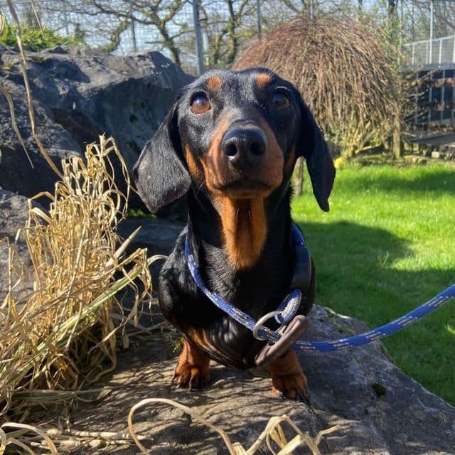 Olivia - Dachshund available for adoption