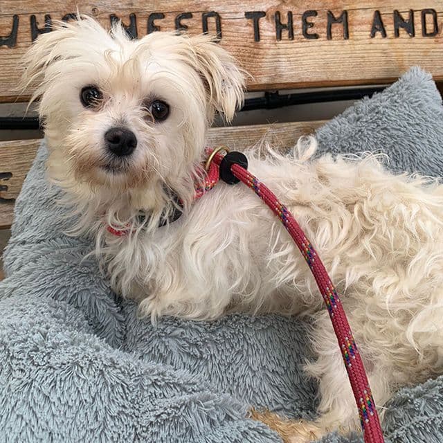 Orchid - rescue dog available for adoption
