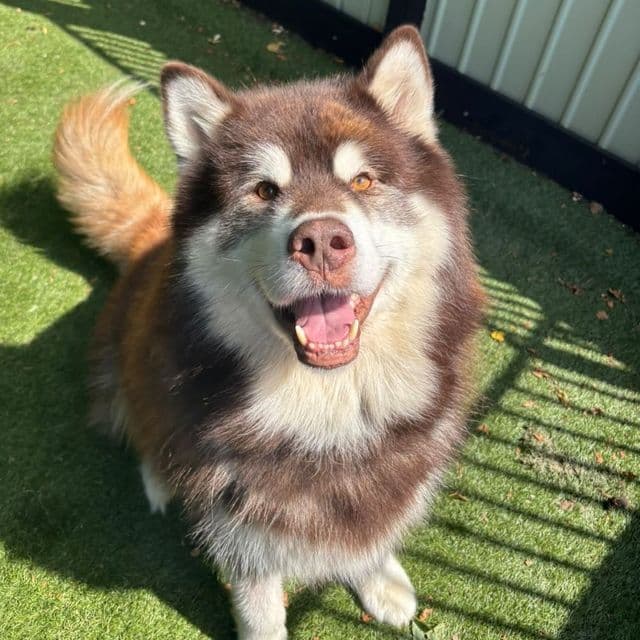 Otto
