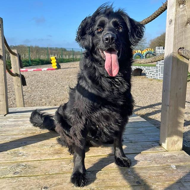 Ozzy - Dog available for adoption