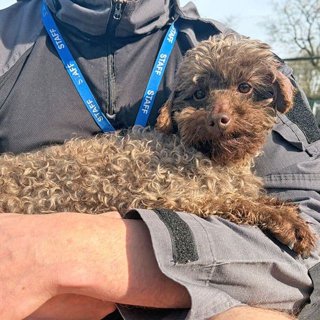 Picalo - Toy Poodle available for adoption