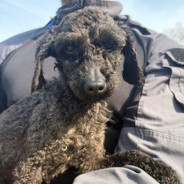 Piper - Toy Poodle available for adoption