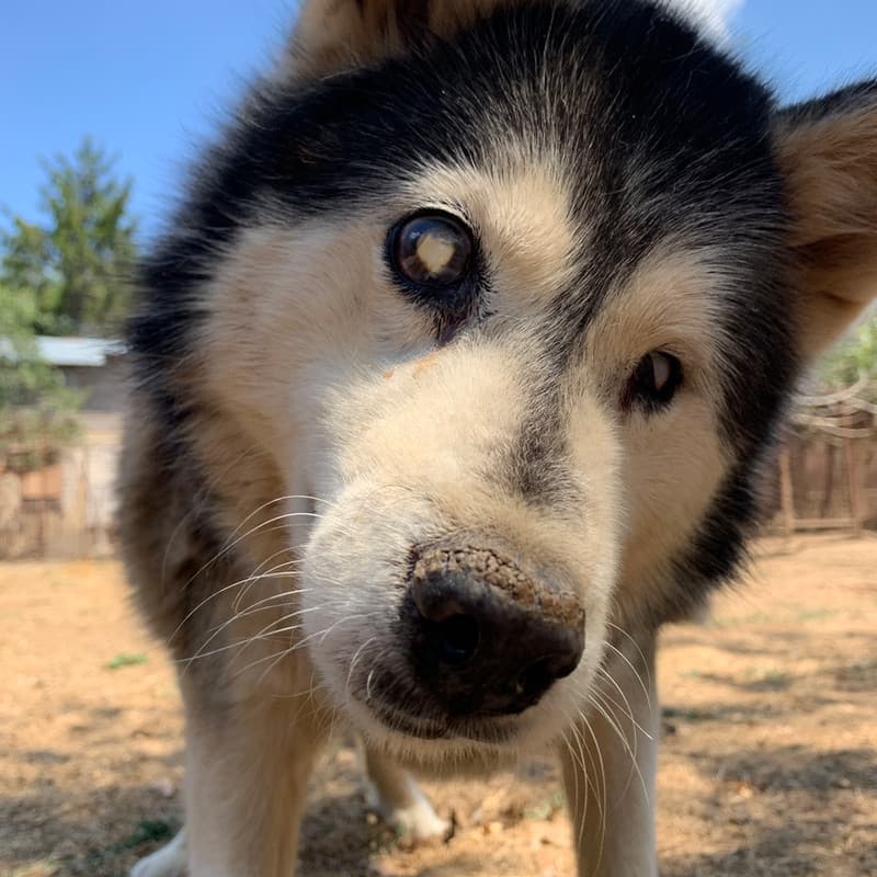 Aks - Mixed Breed available for adoption