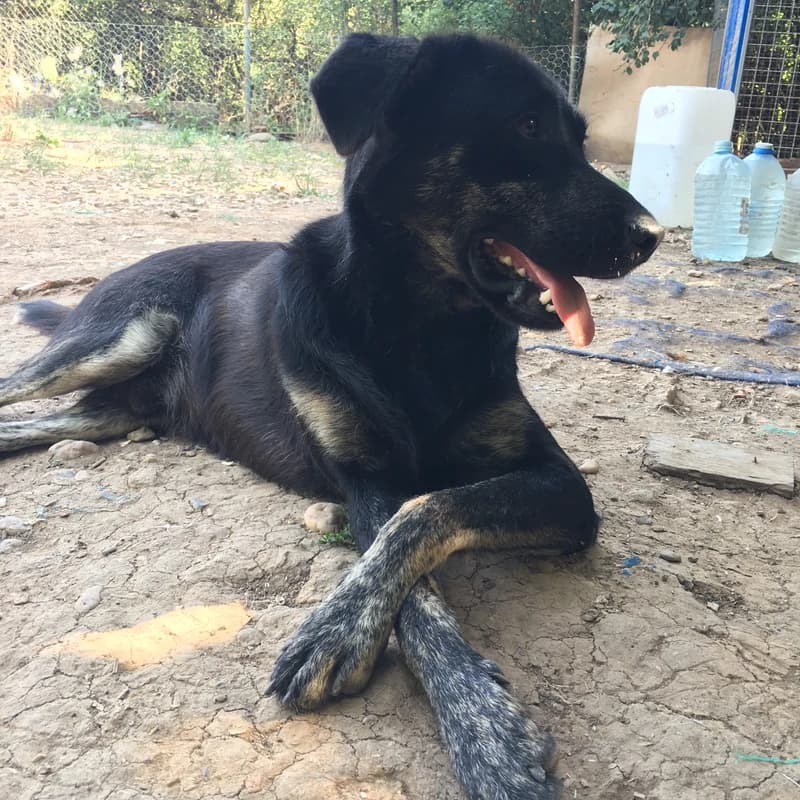 As - Mixed Breed available for adoption