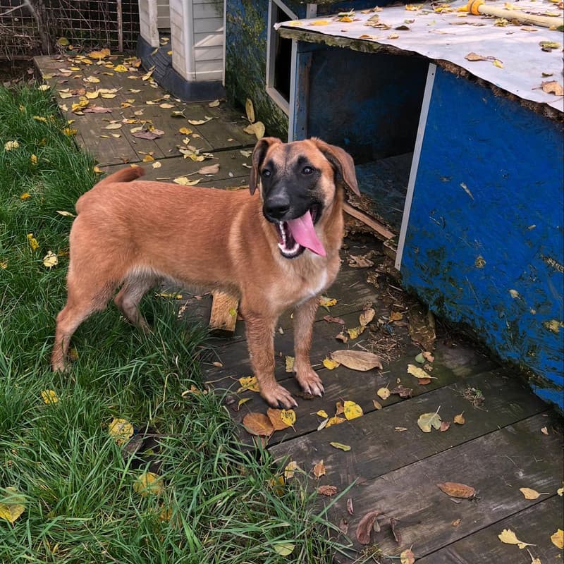 Bianka - Mixed Breed available for adoption