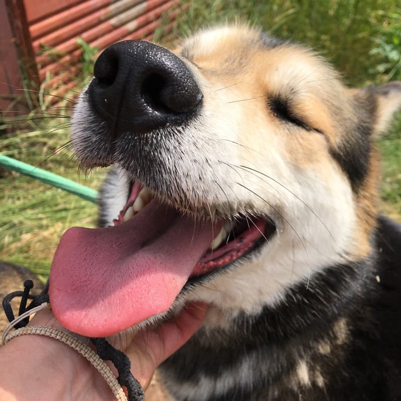 Blum - Mixed Breed available for adoption