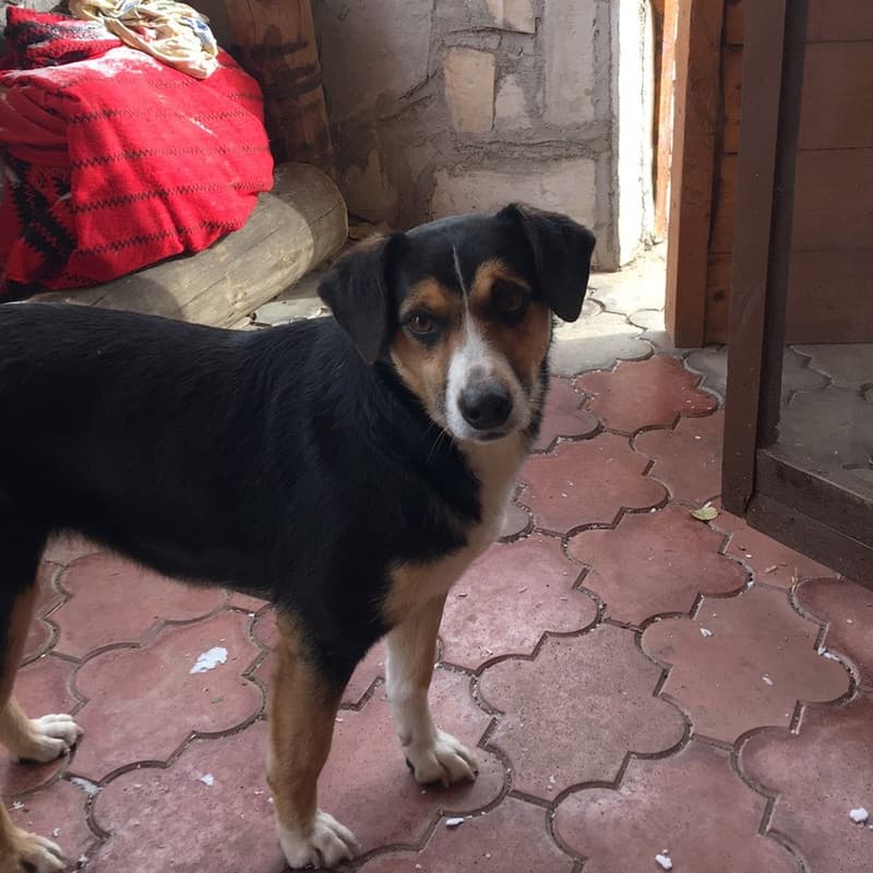 Crnka - Mixed Breed available for adoption