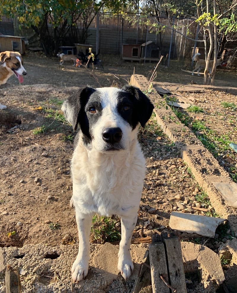 Dis - Mixed Breed available for adoption