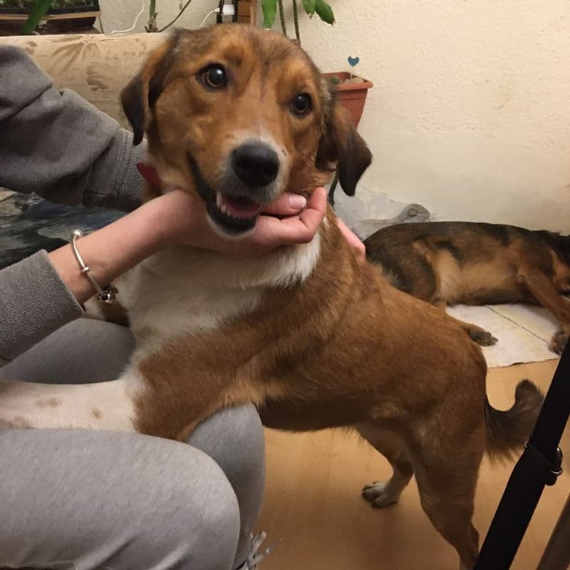 Eve - Mixed Breed available for adoption