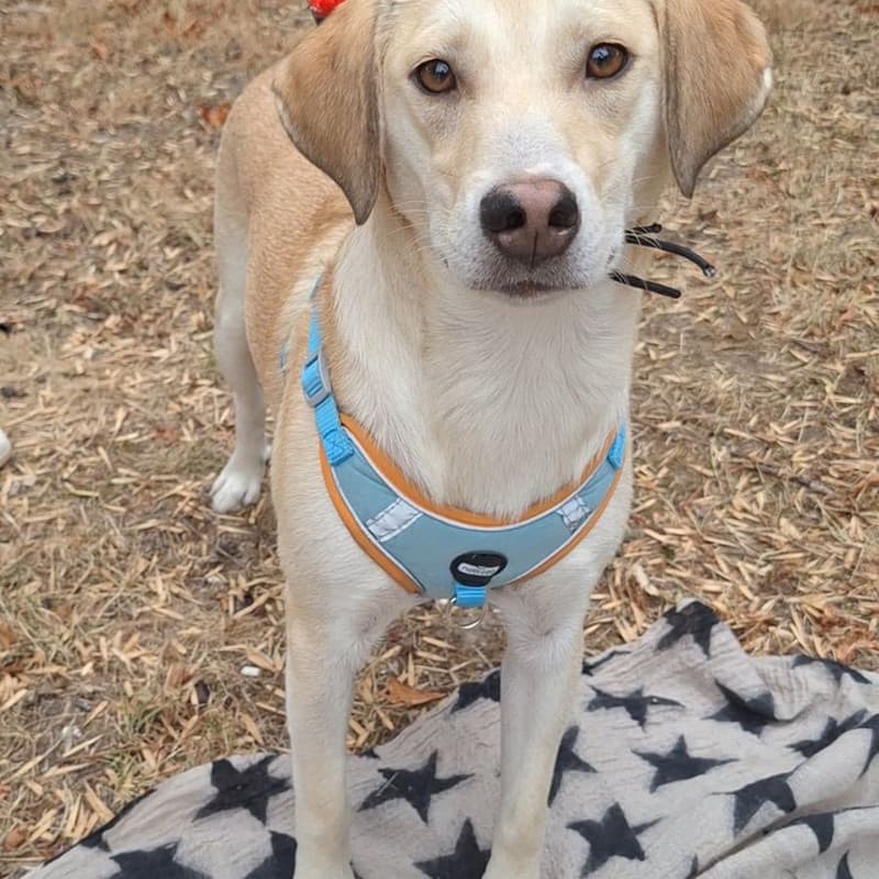 Goldie - Mixed Breed available for adoption