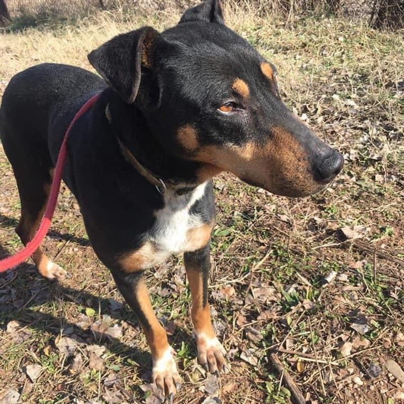 Lilly - Mixed Breed available for adoption