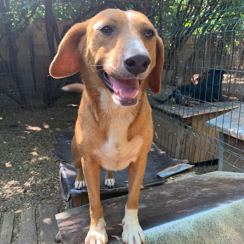 Lucinda - Mixed Breed available for adoption