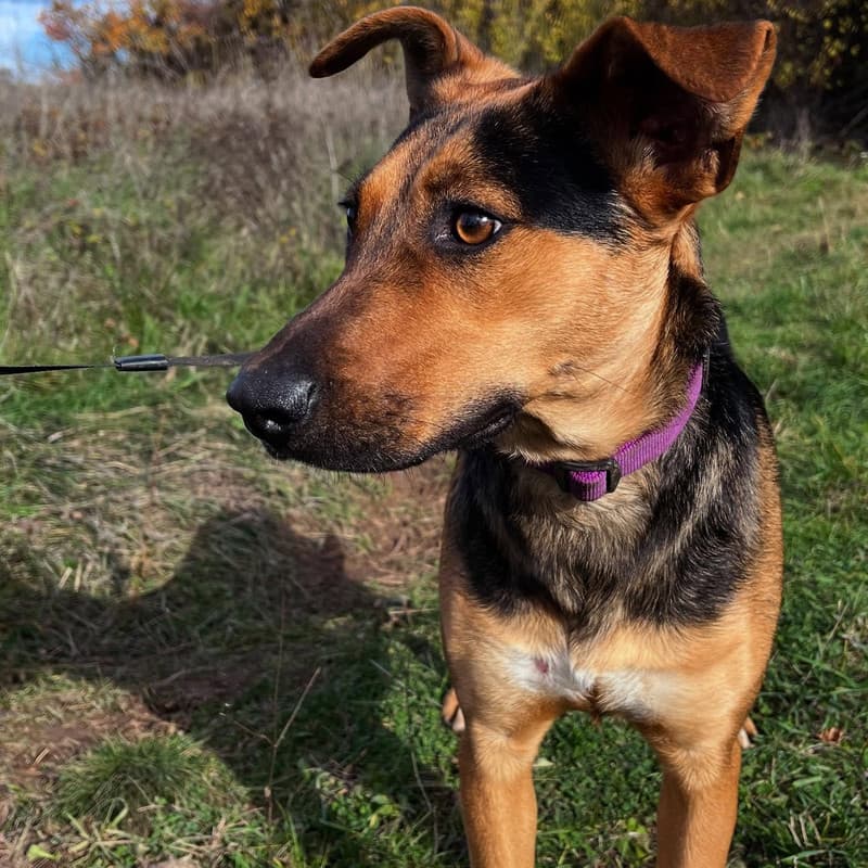 Margo - Mixed Breed available for adoption