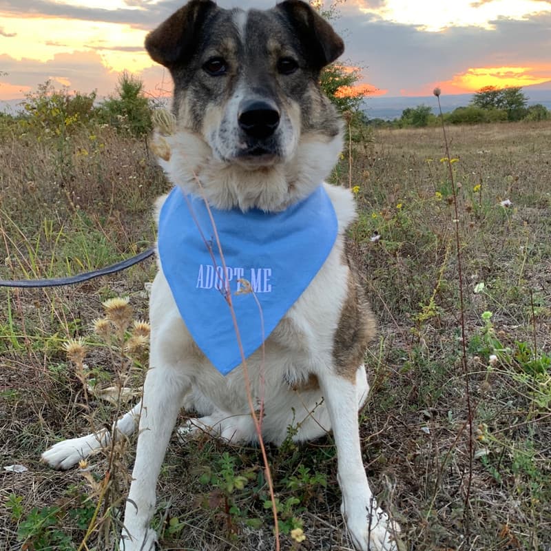 Mishko - Mixed Breed available for adoption
