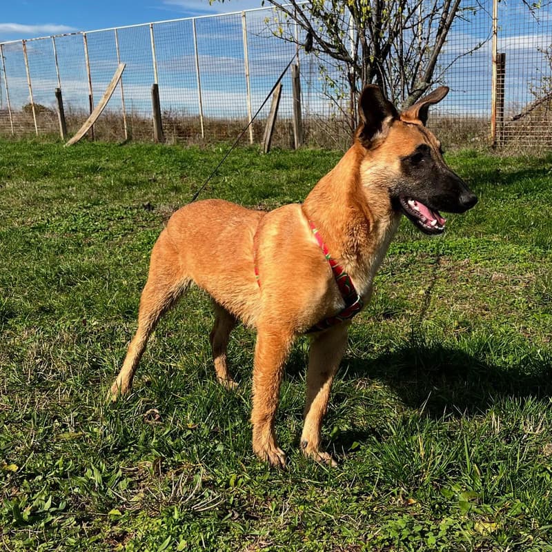 Nala - Mixed Breed available for adoption