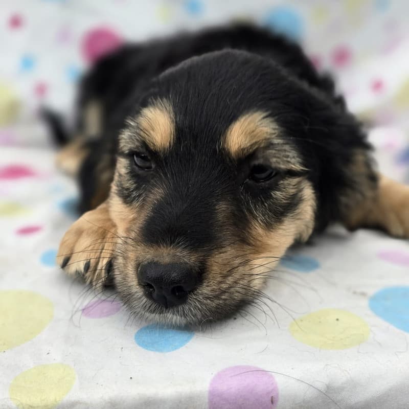 Pixel - Mixed Breed available for adoption