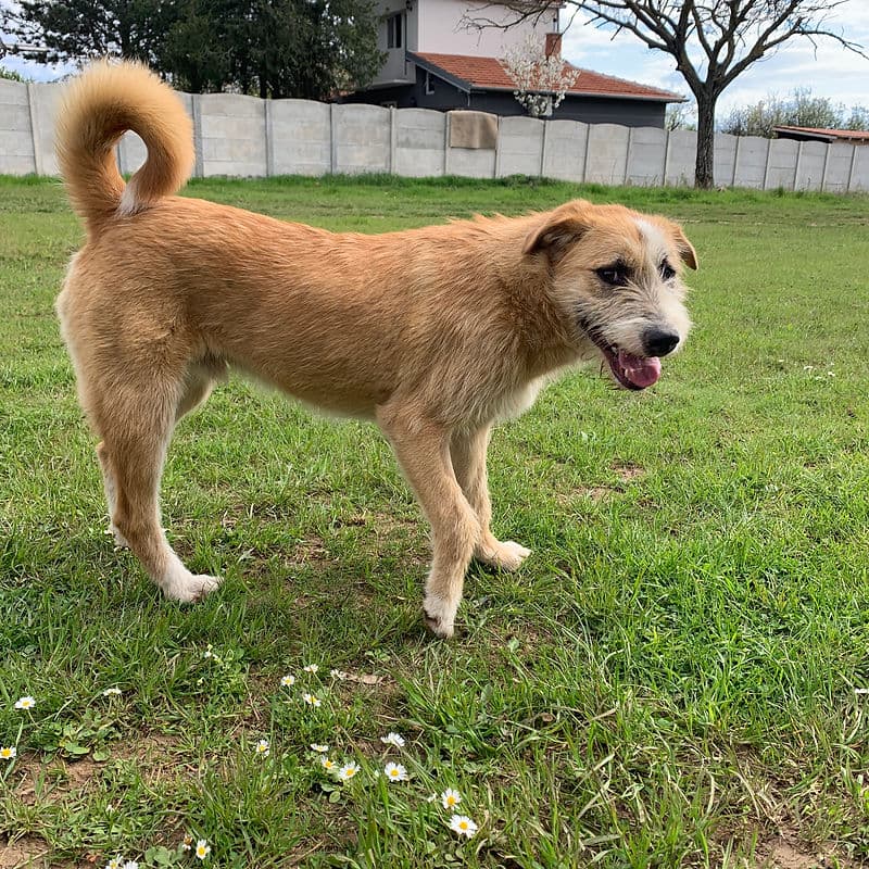 Rasha - Mixed Breed available for adoption