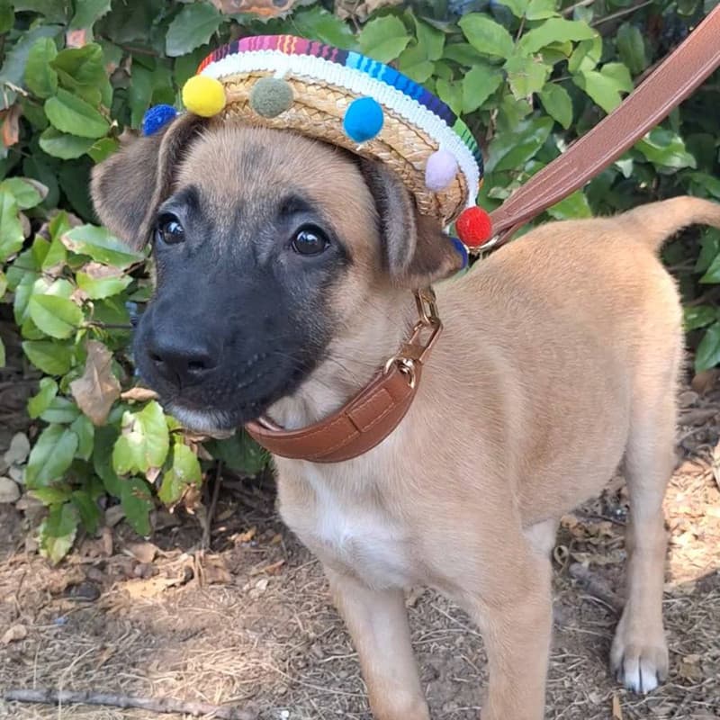 Sila - Mixed Breed available for adoption