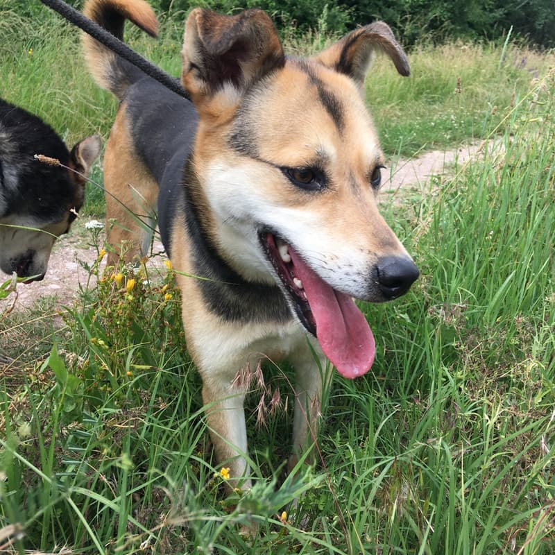 Stella - Mixed Breed available for adoption