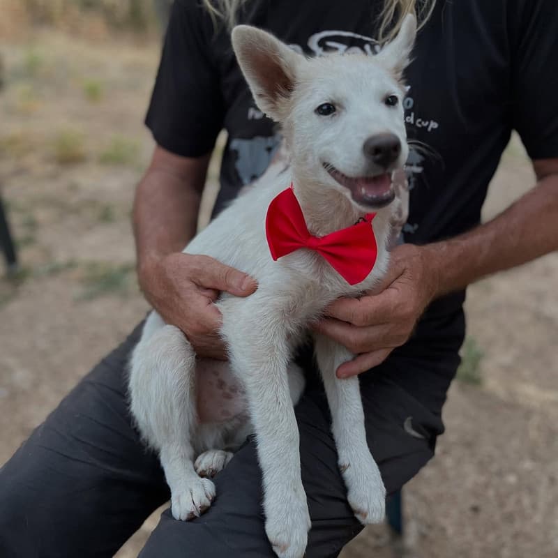 Urke - Mixed Breed available for adoption