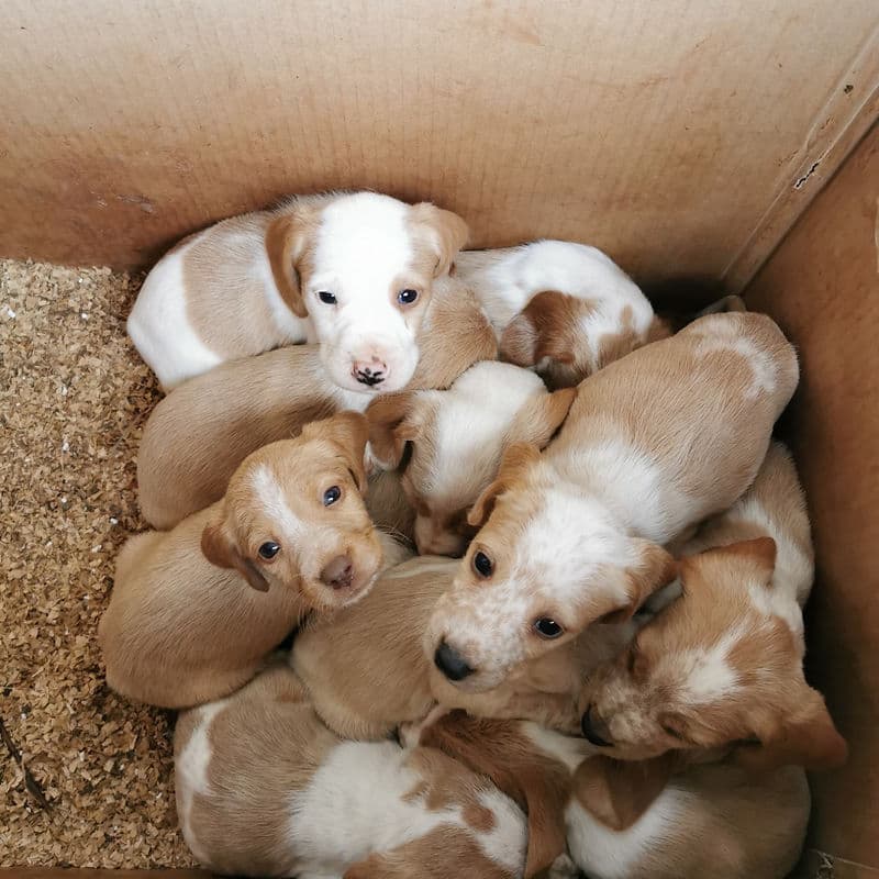 Kai - Mixed Breed available for adoption