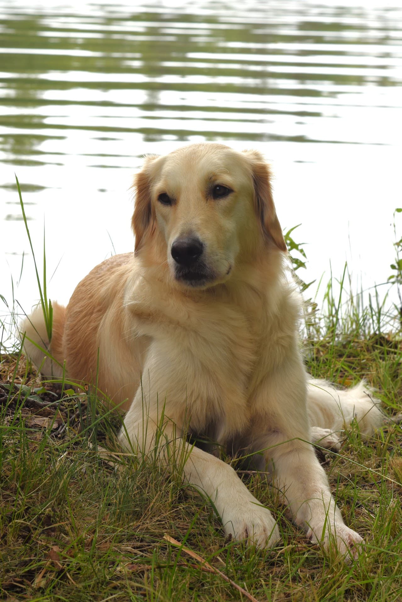 Harley rescue dog happy and confident at summer cottage