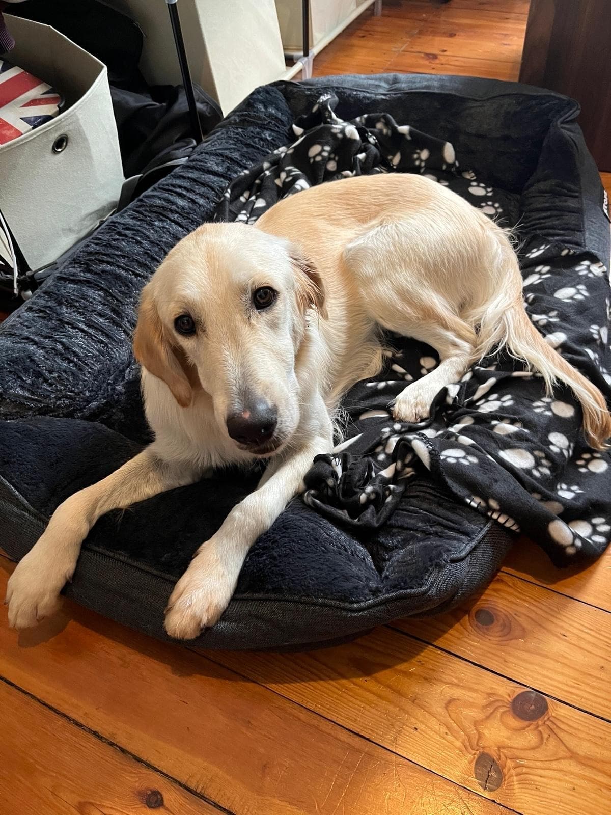 Harley rescue dog first day in Berlin looking uncertain