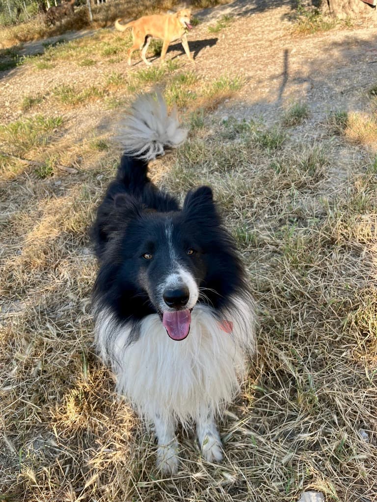 Alfie - Border Collie available for adoption