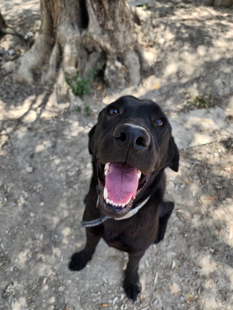 Aliza - Labrador Retriever available for adoption