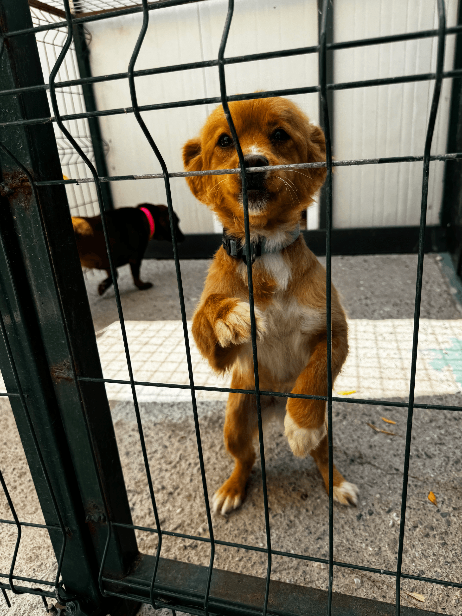 Bea - Mixed Breed available for adoption