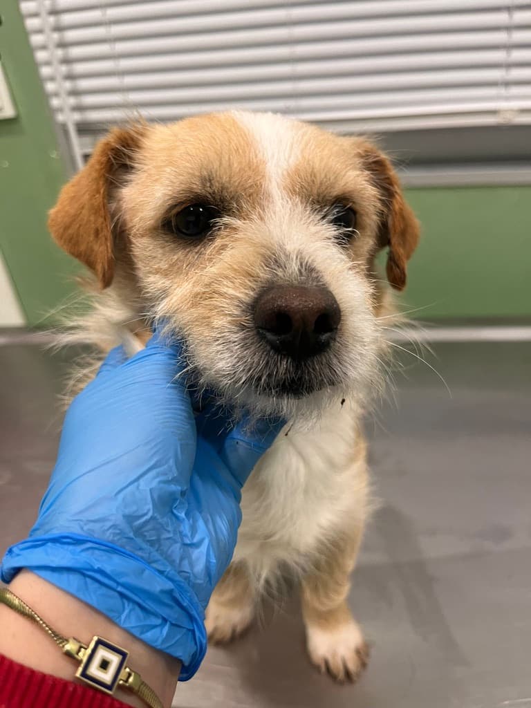 Bear - Terrier available for adoption