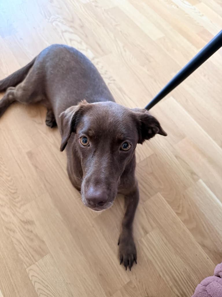 Betty - Ch Labrador Mix available for adoption