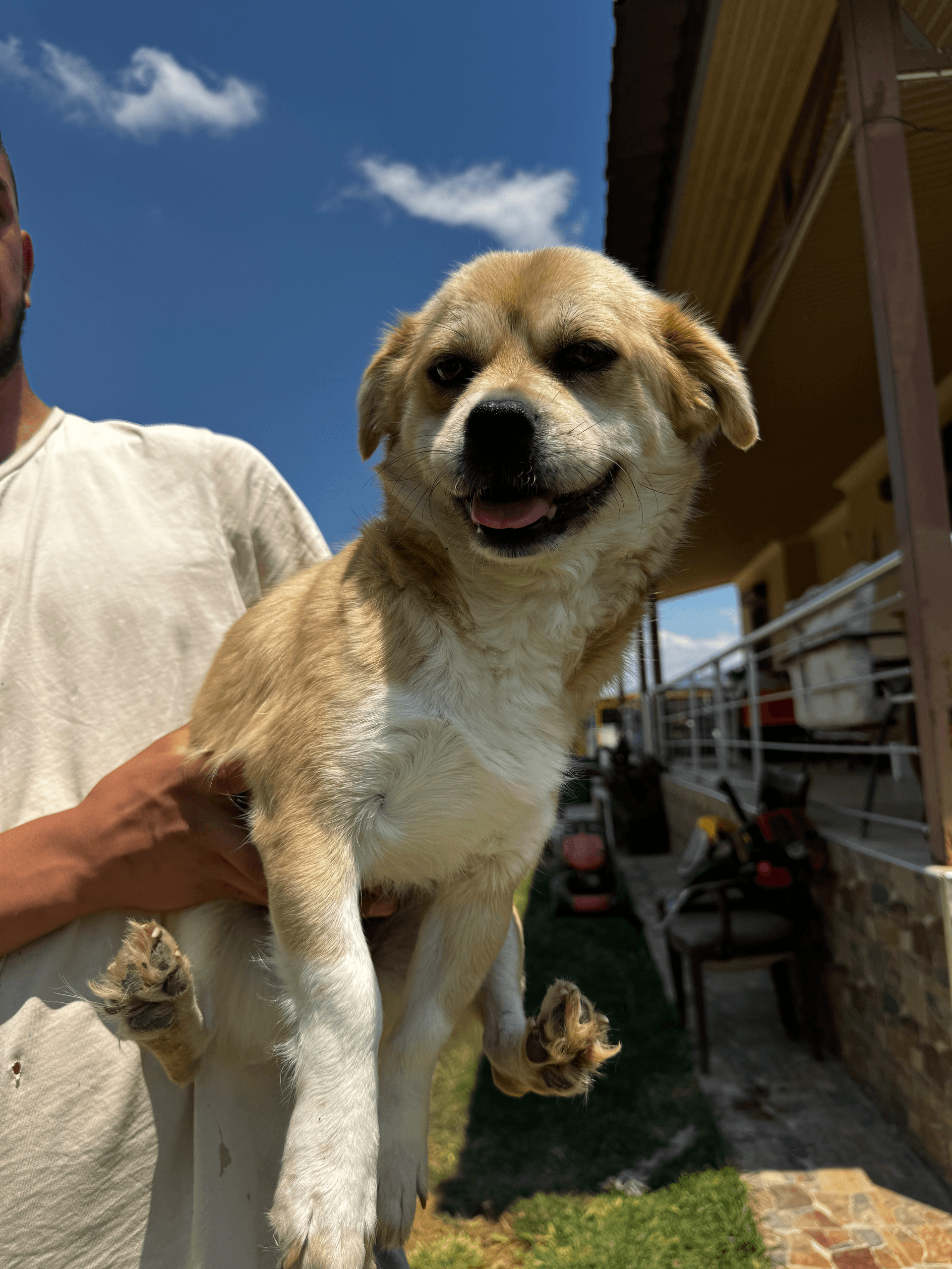 Bitsy - Mixed Breed available for adoption